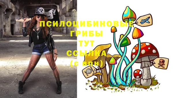 прущие грибы Абаза