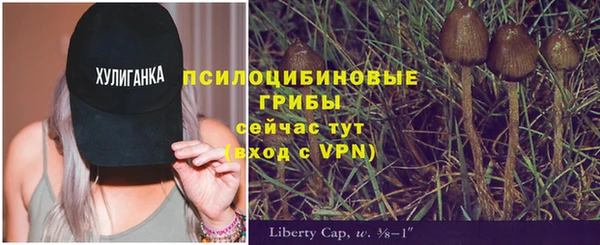 прущие грибы Абаза